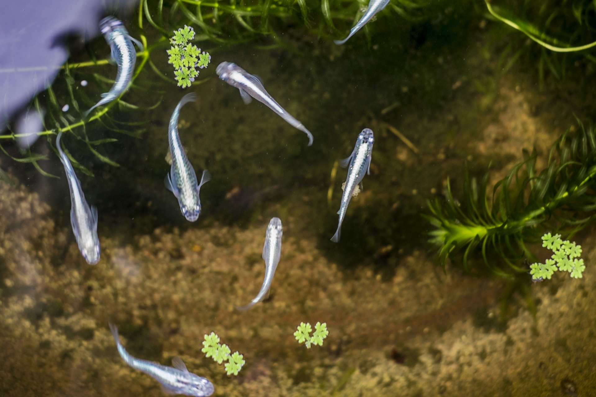 金魚やメダカを飼うと蚊が出にくい あけまるるる