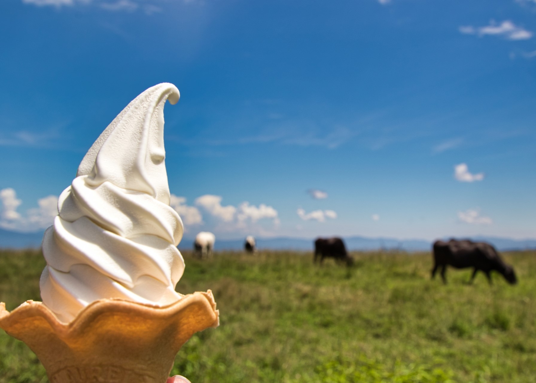 神津牧場でソフトクリームがおススメ！