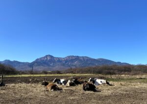 野辺山高原・滝沢牧場から見る八ヶ岳