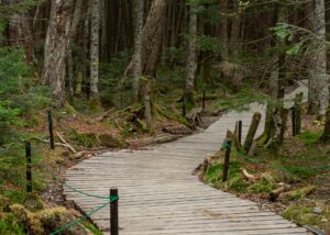 苔の森遊歩道