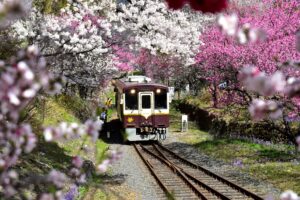 渡良瀬渓谷鉄道【春】四季折々の自然が楽しめる