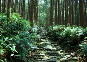 熊野古道【神々が宿る聖地】・熊野古道馬越峠