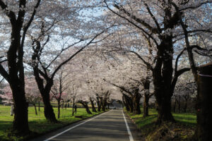 赤城千本桜の魅力は、1・5キロの千本桜トンネル