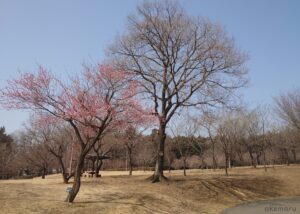 赤城南面千本桜のみやぎ千本桜の森公園の紅梅開花