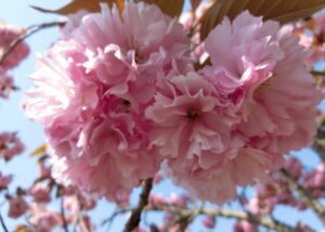 赤城南面千本桜にはサトザクラの園芸品種があります。