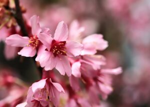 赤城南面千本桜に咲くおかめさくら