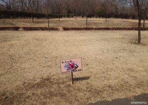 千本桜の森公園の世界の桜ゾーン2022年3月