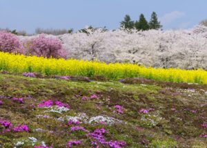 赤城南面千本桜と菜の花