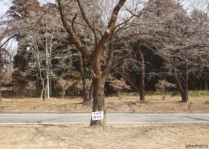 赤城南面千本桜・標本木2022年3月