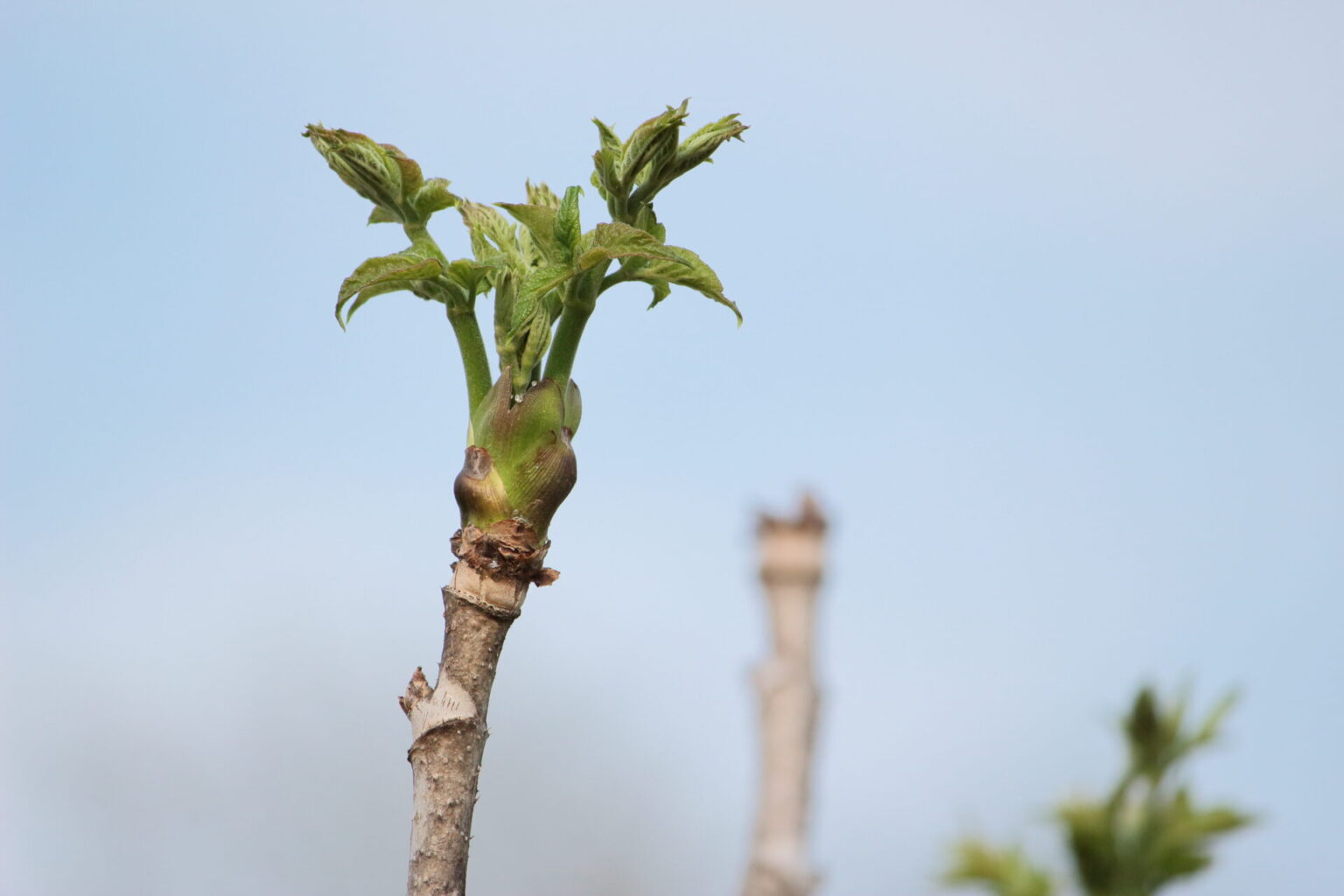 タラの芽「たらのき」山菜の王様 あけまるるる
